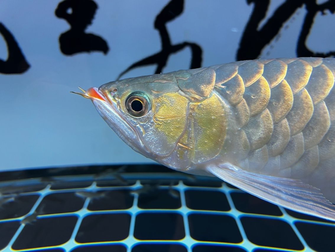 請教貼 請教貼 龍魚論壇