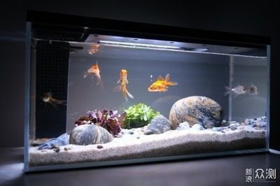 泰安市泰山區(qū)津泰海洋水族館（泰安市泰山區(qū)津泰海洋水族館電話） 泰安市泰山區(qū)津泰海洋水族館（泰安市泰山區(qū)津泰海洋水族館電話） 全國水族館企業(yè)名錄 第2張