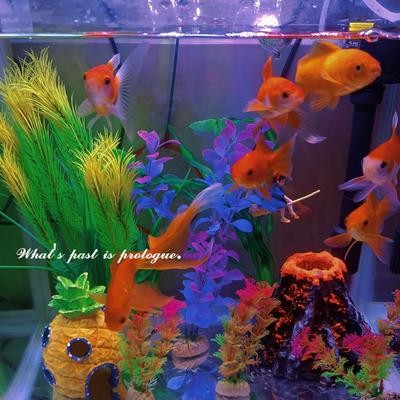 上海市虹口區斗灣水族館（上海市虹口區斗灣水族館地址）
