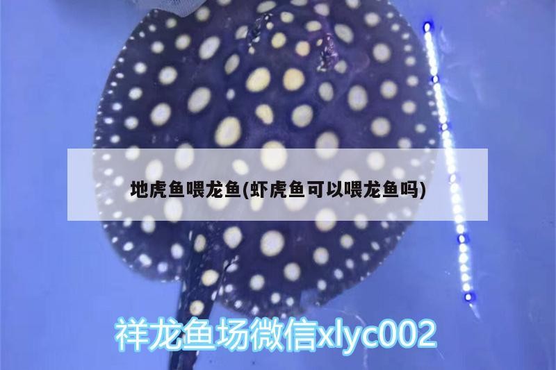 地虎魚喂龍魚(蝦虎魚可以喂龍魚嗎)