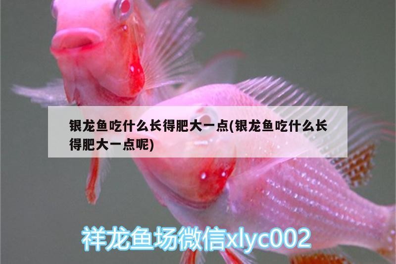 紅金龍魚多久能發(fā)色啊：紅金龍魚多久能發(fā)色？揭秘其神秘的變色之謎