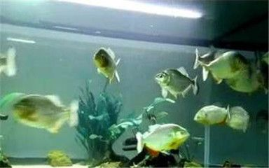 虎魚適合單養還是群養：虎魚的飼養方式有單養和群養兩種，具體哪種更適合取決于多種因素