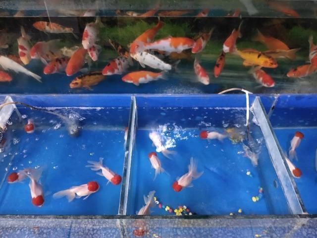 別人用過(guò)的舊魚(yú)缸可以用嗎：別人用過(guò)的舊魚(yú)缸是否可以用 別人用過(guò)的舊魚(yú)缸可以用嗎：別人用過(guò)的舊魚(yú)缸是否可以用 魚(yú)缸百科 第4張