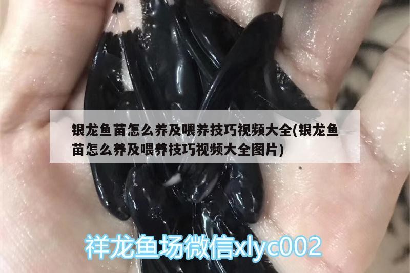 銀龍魚苗怎么養及喂養技巧視頻大全(銀龍魚苗怎么養及喂養技巧視頻大全圖片)