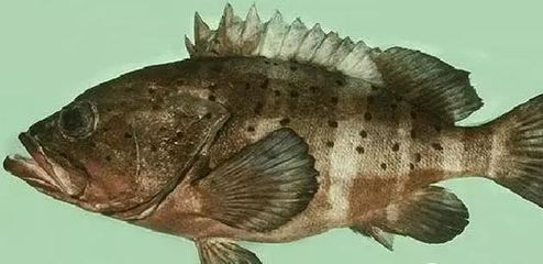 虎魚的飼養(yǎng)方法：水虎魚的生態(tài)角色水虎魚的生態(tài)角色水虎魚的馴養(yǎng)技巧