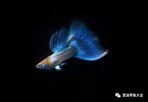 龍魚(yú)賽級(jí)什么意思