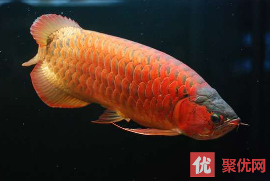 紅龍魚幼苗圖片