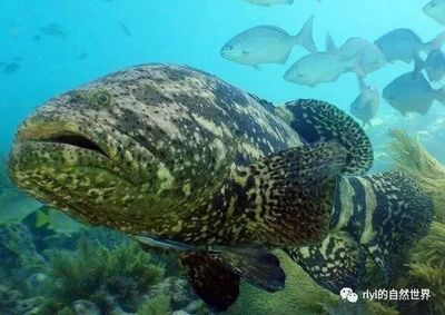 虎斑魚的飼養技術：美國虎斑魚的養殖技術