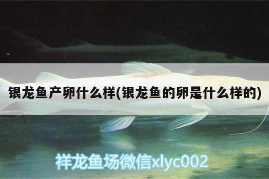 銀龍魚(yú)產(chǎn)卵什么樣(銀龍魚(yú)的卵是什么樣的)