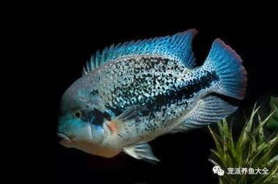 tianwang魚缸放水：天王魚缸放水前，有幾個重要的步驟需要注意
