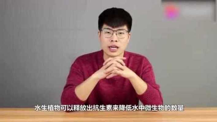 草可以放魚缸里嗎視頻：新買的水草可以放入魚缸嗎？