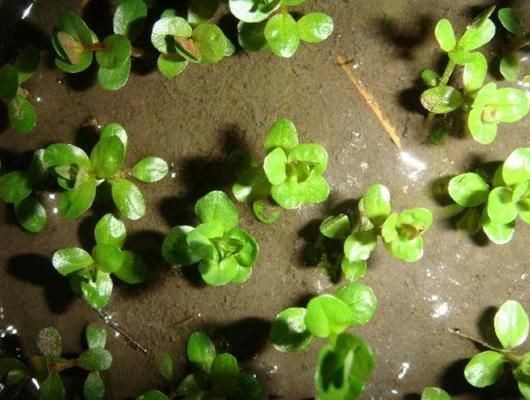 龍魚(yú)鹽放多了會(huì)有什么癥狀