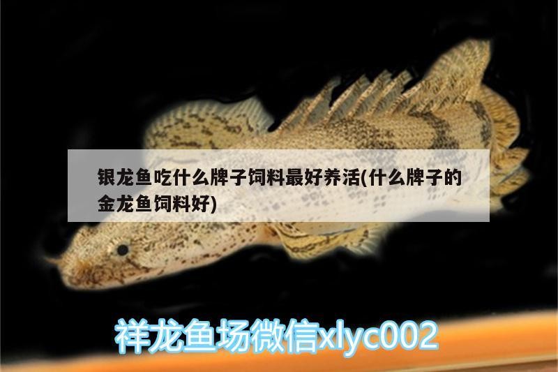 銀龍魚吃什么牌子飼料最好養活(什么牌子的金龍魚飼料好)