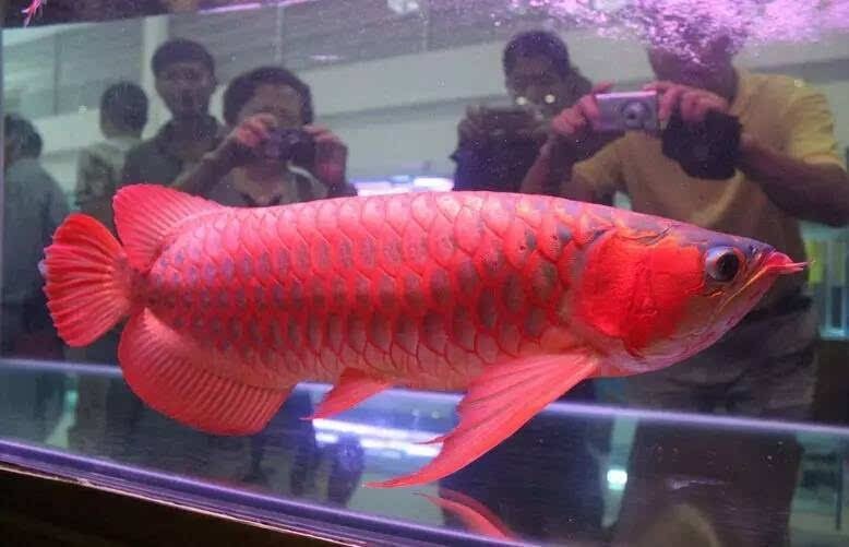 武漢紅龍魚拍賣公告最新：武漢紅龍魚拍賣報名流程詳解