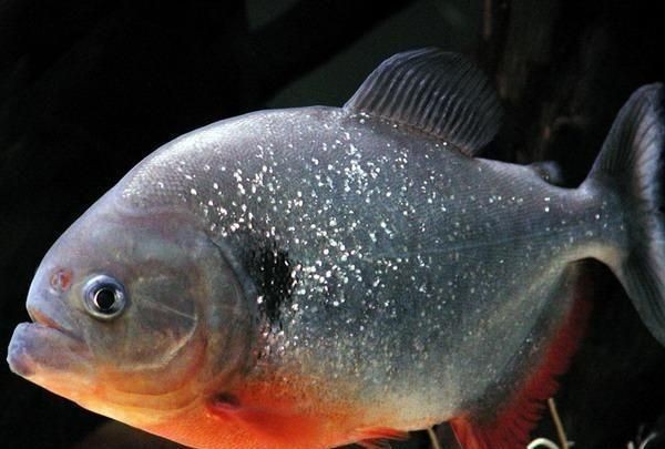魚缸生態揭秘魚缸生態揭秘魚缸生態揭秘魚缸生態揭秘魚缸生態揭秘：虎皮魚為什么喜歡在魚缸上游？