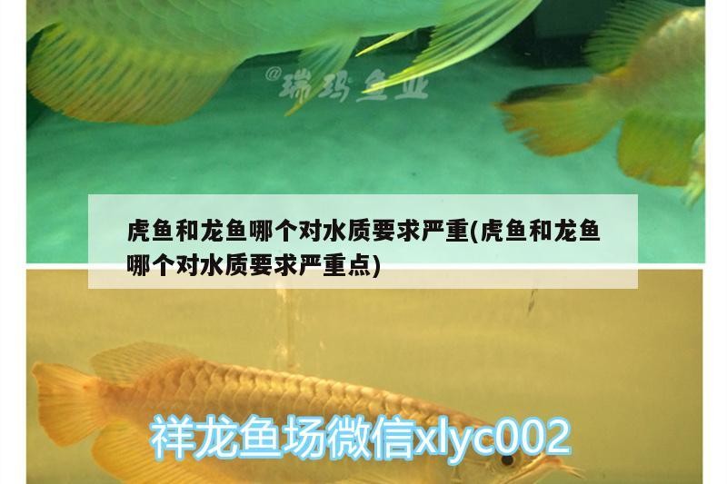 虎魚和龍魚哪個對水質(zhì)要求嚴(yán)重(虎魚和龍魚哪個對水質(zhì)要求嚴(yán)重點(diǎn))