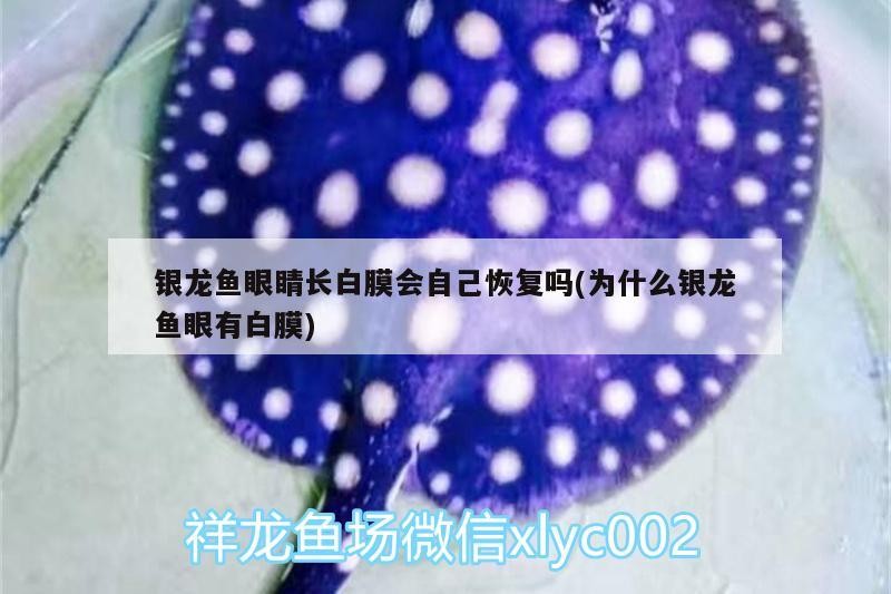 銀龍魚眼睛長白膜會自己恢復(fù)嗎(為什么銀龍魚眼有白膜)