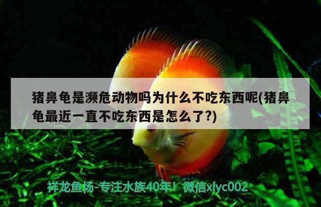 豬鼻龜是瀕危動物嗎為什么不吃東西呢(豬鼻龜最近一直不吃東西是怎么了?)
