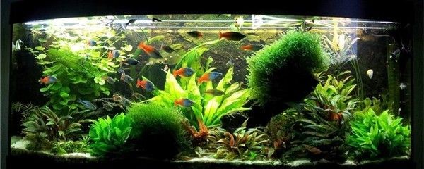 沉木在魚缸里水發黃怎么辦呢：沉木導致魚缸水發黃怎么辦