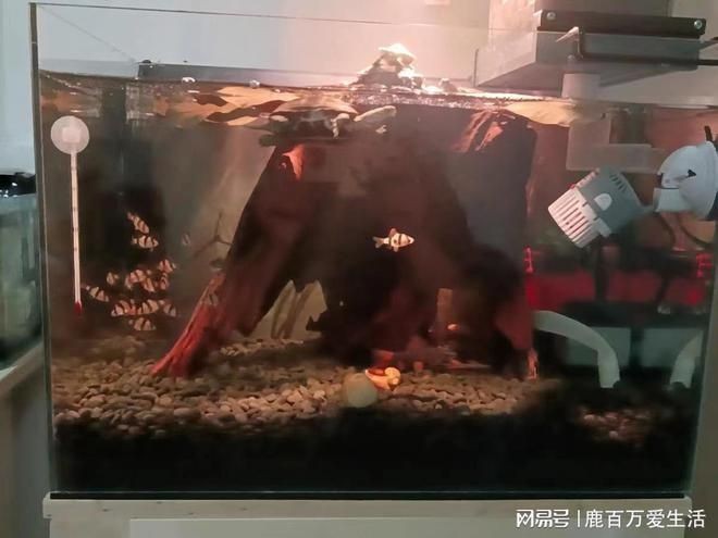 沉木在魚缸里水發黃怎么辦呢：沉木導致魚缸水發黃怎么辦
