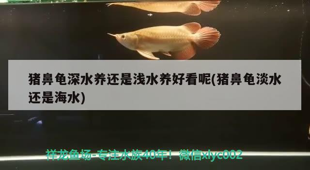 古典龍魚多少錢：古典龍魚的價格