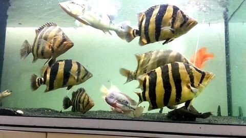 虎魚內(nèi)蒙眼怎么治療：虎魚內(nèi)蒙眼怎么治療虎魚內(nèi)蒙眼怎么治療