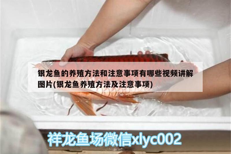 銀龍魚的養殖方法和注意事項有哪些視頻講解圖片(銀龍魚養殖方法及注意事項)