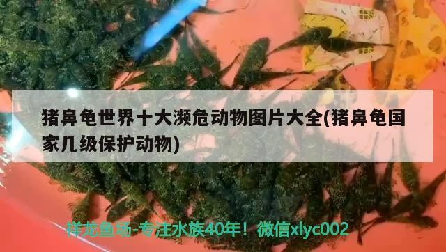 豬鼻龜世界十大瀕危動物圖片大全(豬鼻龜國家幾級保護動物)