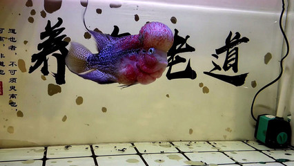 魚缸用增氧泵價(jià)格是多少:魚缸增氧機(jī)-xtrac增氧機(jī)-xtrac增氧機(jī) 西寧買魚缸的地方在哪里買 觀賞魚百科 西寧買魚缸的地方在哪里買 西寧買魚缸的地方在哪里買 觀賞魚百科