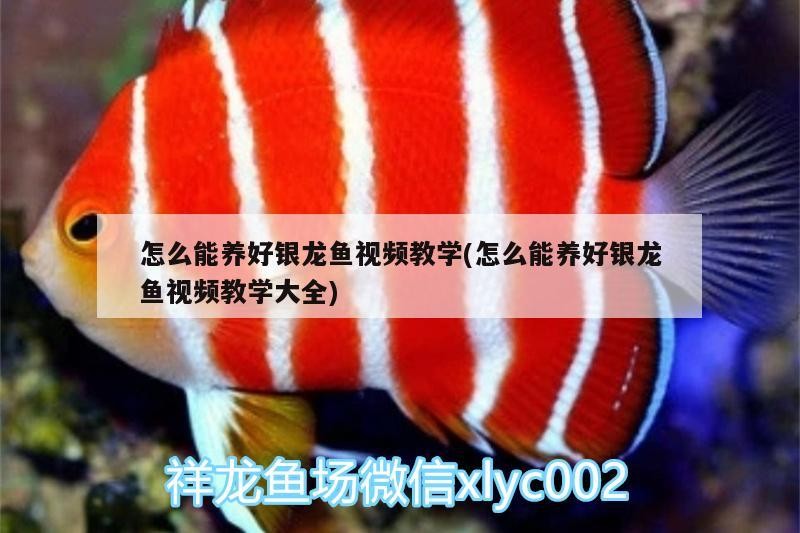 怎么能養好銀龍魚視頻教學(怎么能養好銀龍魚視頻教學大全)