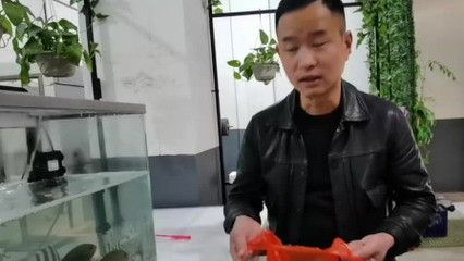大梅趕海魚缸怎么養(yǎng)活的：大梅是如何在魚缸中養(yǎng)活捕獲的海洋生物的