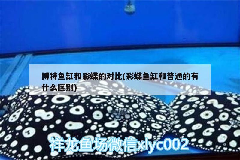 博特魚缸和彩蝶的對比(彩蝶魚缸和普通的有什么區別) 博特魚缸和彩蝶的對比(彩蝶魚缸和普通的有什么區別) 博特水族