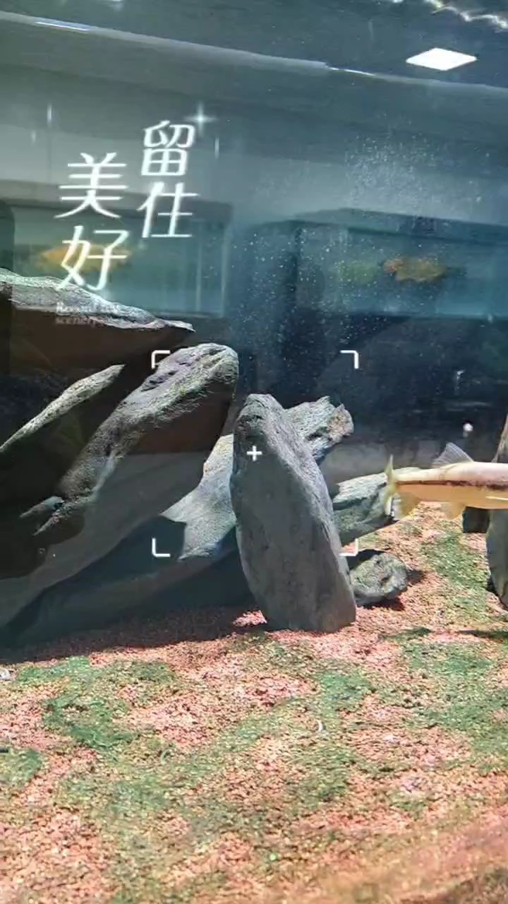 溪流缸