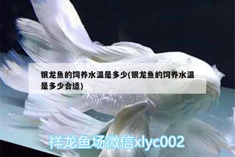 銀龍魚(yú)的飼養(yǎng)水溫是多少(銀龍魚(yú)的飼養(yǎng)水溫是多少合適)