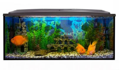 1.5米魚缸用什么過濾網：1.5米魚缸用什么過濾網1.5米魚缸用什么過濾網