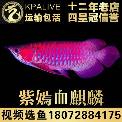 紅麒麟賽級超血紅龍魚苗