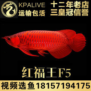 紅麒麟賽級超血紅龍魚苗