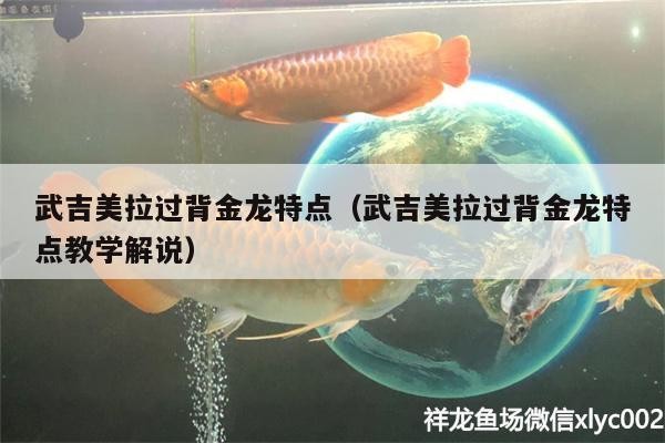 武吉美拉和普通金龍有啥區(qū)別