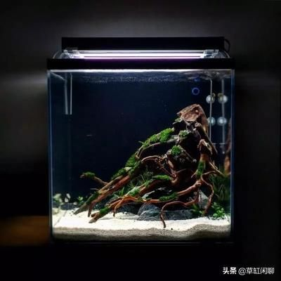 超大型魚缸造景設計：大型魚缸造景設計