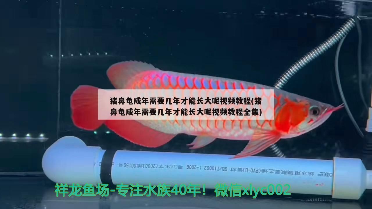 豬鼻龜成年需要幾年才能長大呢視頻教程(豬鼻龜成年需要幾年才能長大呢視頻教程全集)
