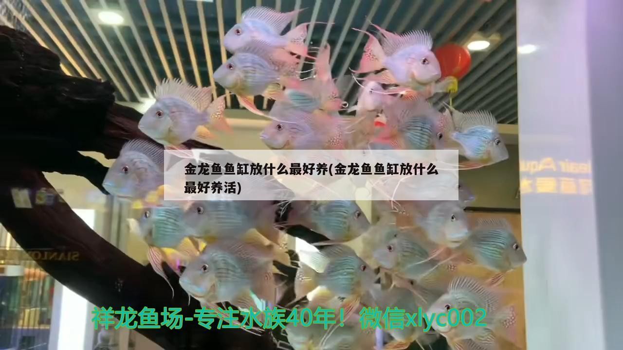 金龍魚魚缸放什么最好養(金龍魚魚缸放什么最好養活)