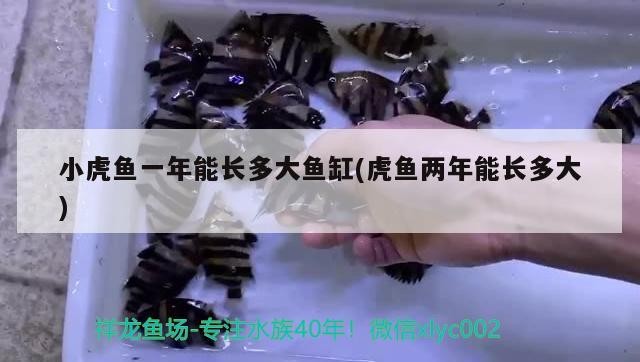 小虎魚一年能長多大魚缸(虎魚兩年能長多大)