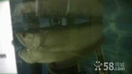 鐵嶺龍魚vs祥龍魚場（鐵嶺龍魚批發市場與祥龍魚場的區別）