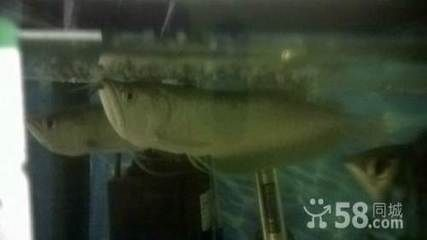 鐵嶺龍魚vs祥龍魚場（鐵嶺龍魚批發市場與祥龍魚場的區別）
