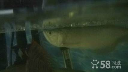 鐵嶺龍魚vs祥龍魚場（鐵嶺龍魚批發市場與祥龍魚場的區別）