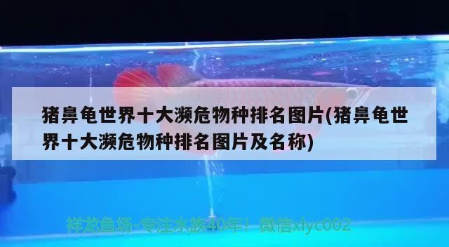 豬鼻龜世界十大瀕危物種排名圖片(豬鼻龜世界十大瀕危物種排名圖片及名稱)