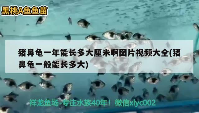 豬鼻龜一年能長多大厘米啊圖片視頻大全(豬鼻龜一般能長多大) 豬鼻龜一年能長多大厘米啊圖片視頻大全(豬鼻龜一般能長多大) 豬鼻龜百科