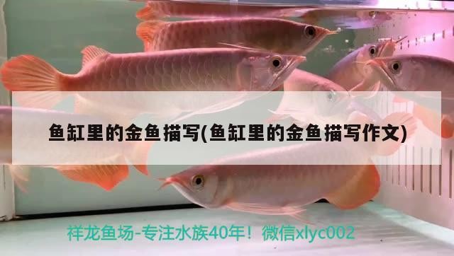 魚缸里的金魚描寫(魚缸里的金魚描寫作文)
