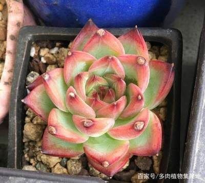 茶水可以倒進魚缸里嗎為什么：茶水不應該直接倒入魚缸中，采取適當的措施來處理和凈化水質