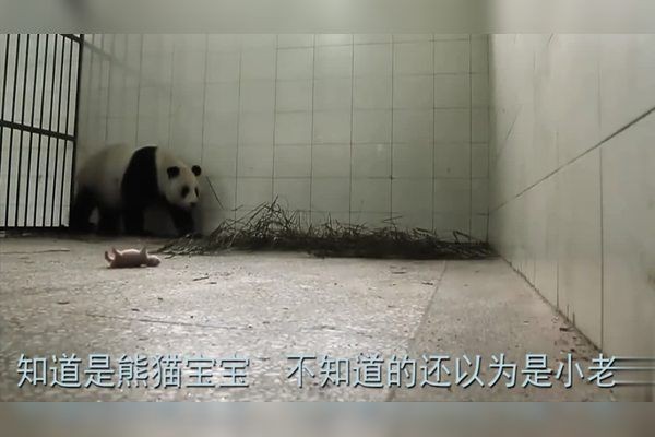 粗線魚在魚缸里能長多大